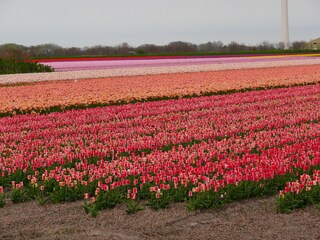 Appartamento per vacanze Schoorl Ambiente 21