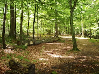 Von Kattenhöhlen zum Strand durch den Kammerwald