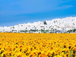 Apartment Conil de la Frontera  12