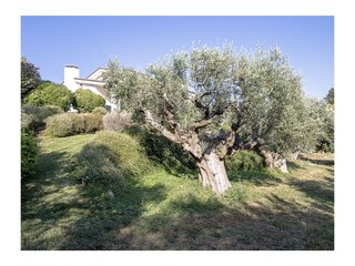 Villa Stauder im Olivenhain