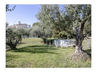 Privater Olivenhain