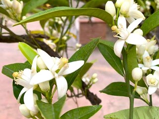 Type de propriété : Chalet Vilaplana  33