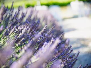 Parc de vacances Saint-Saturnin-lès-Apt  28