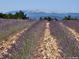 Vakantiepark Saint-Saturnin-lès-Apt Omgeving 15