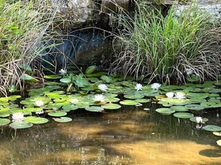 Ferienpark Saint-Pons-la-Calm Umgebung 22