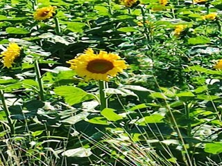 Vakantiepark Saint-Pons-la-Calm Omgeving 14