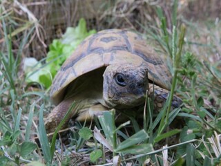 Ferienpark Saint-Pons-la-Calm Umgebung 35