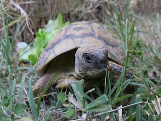 Vakantiepark Saint-Pons-la-Calm Omgeving 35