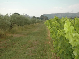 Vakantiepark Saint-Pons-la-Calm Omgeving 21