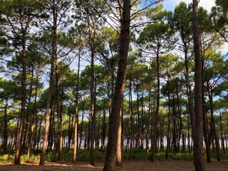 Parc de vacances Biscarrosse-Plage Environnement 16