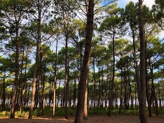 Ferienpark Biscarrosse-Plage Umgebung 20