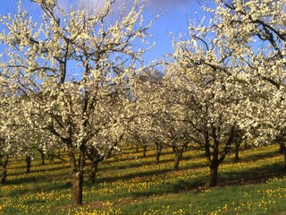Parc de vacances Castelmoron-sur-Lot Environnement 17