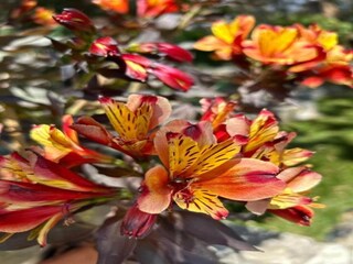 Vakantiepark Callian Omgeving 36