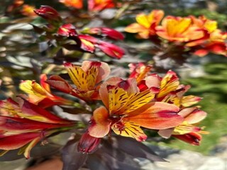 Parc de vacances Callian Environnement 24