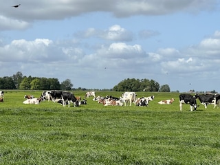 Holiday house Lemmer Environment 31