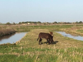 Parc de vacances Le Château-d'Olonne Environnement 21