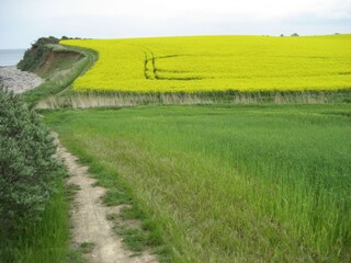 Cliffs in May