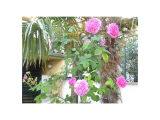 Villa Crikvenica Registrazione all'aperto 9