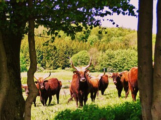 Auerochsen Heckrinder