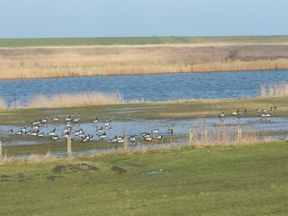 Appartamento per vacanze Greetsiel Ambiente 48