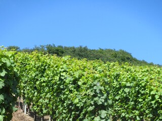Weinberge