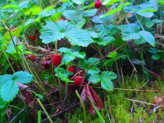Vakantiehuis Parezska Lhota Buitenaudio-opname 8