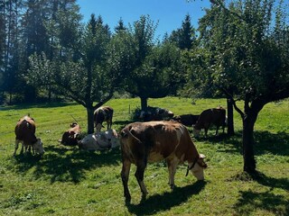 Holiday apartment Ried im Zillertal Outdoor Recording 9