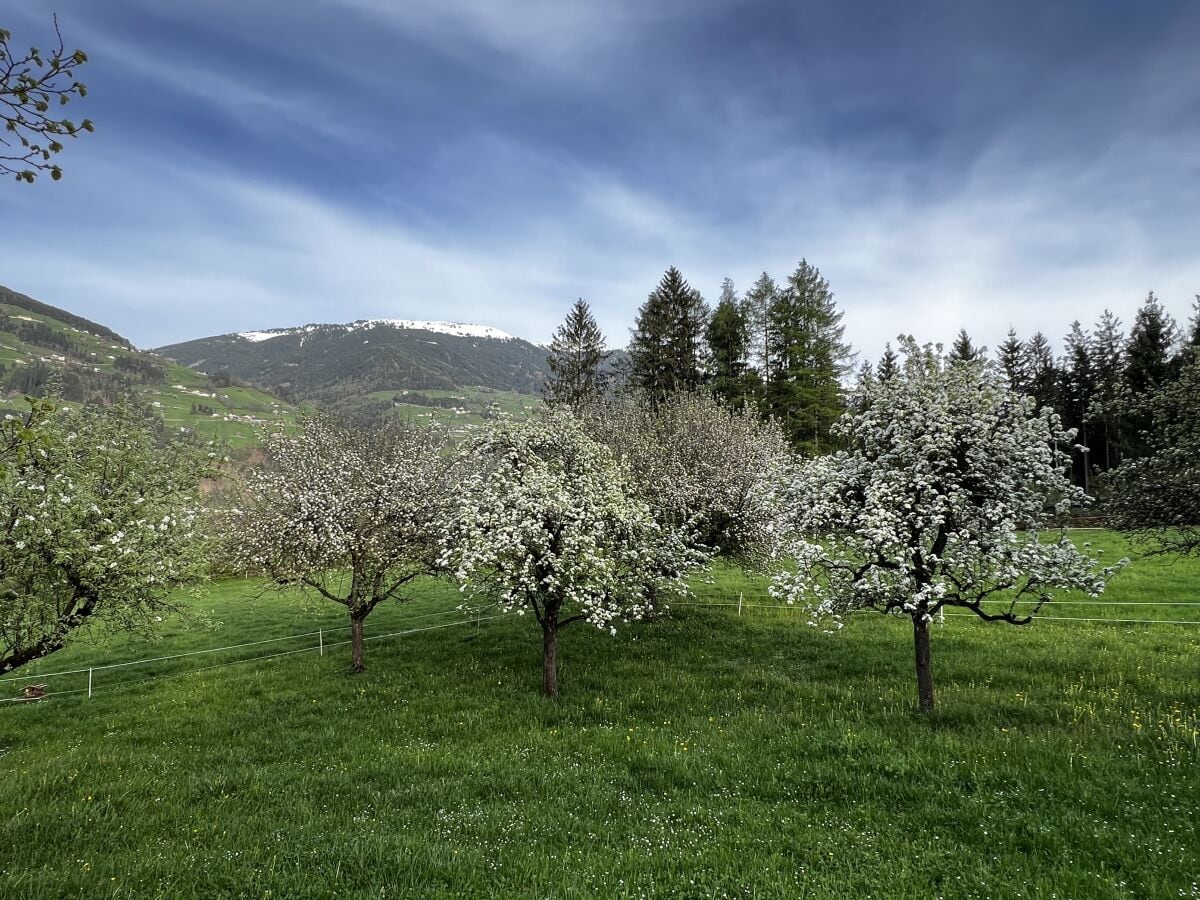 Frühling vor der Haustüre