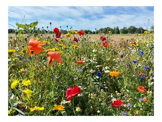 Ferienwohnung Fehmarn Außenaufnahme 11