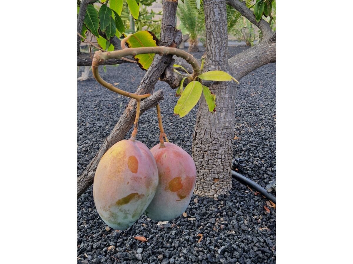 Garten mit vielen verschiedenen Obstbäumen