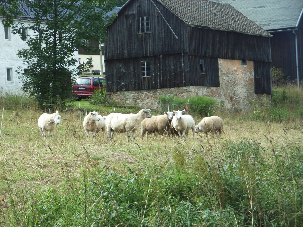 Schafe am Mühlenhof