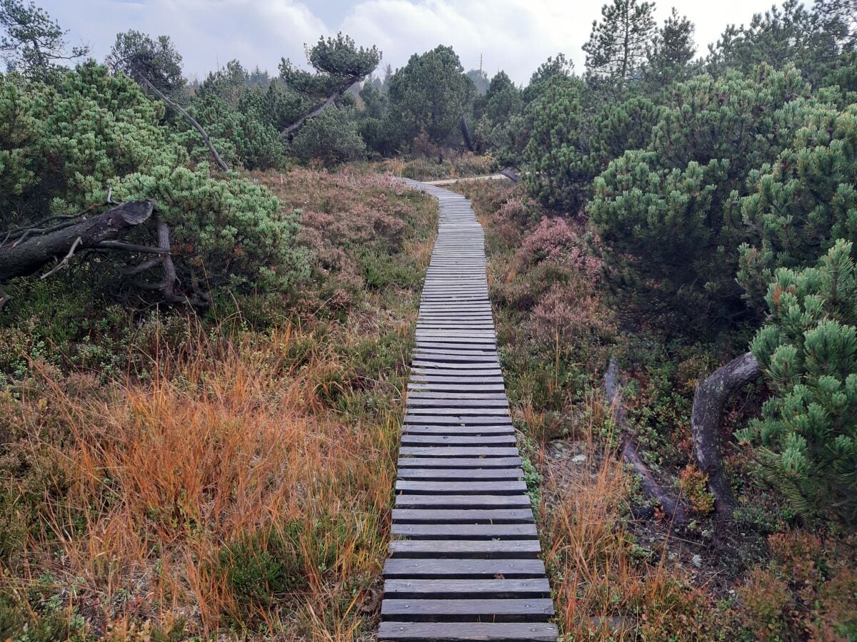 Weg durchs Hochmoor