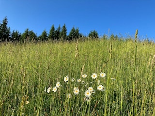 Sommerwiese