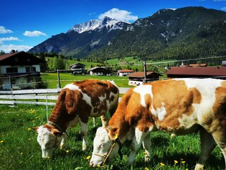 Haus Gamssprung - Rinder
