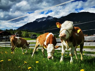 Haus Gamssprung - Rinder