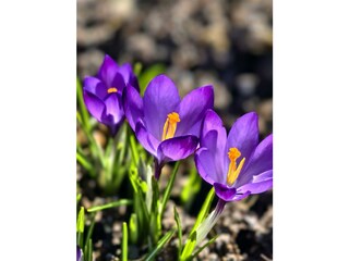 Krokus