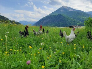 Pulvererhof - Weidehühner