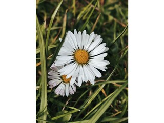 Gänseblümchen
