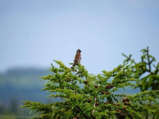 Ferienhaus Hovborg  38