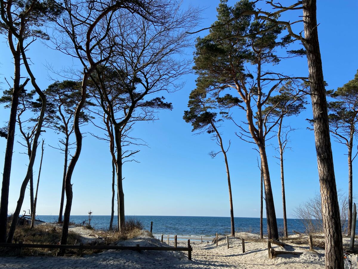 Darsser Weststrand - Natur erleben!