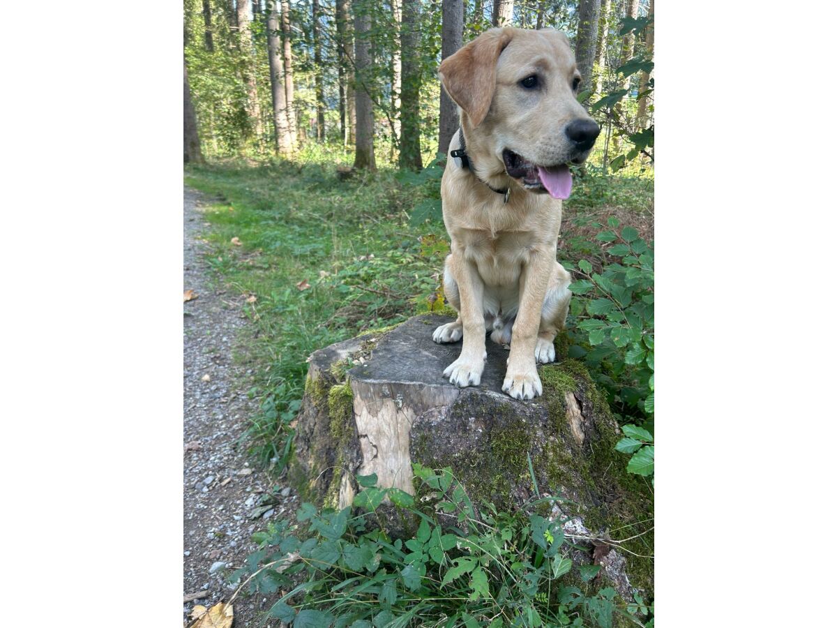 Wanderung mit dem Hund