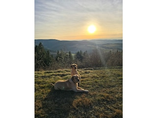 gute Wanderwege mit 4 beiniger Begleiter