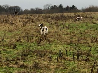 Rinder auf der Nachbarwiese