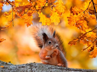 Eichhörnchen