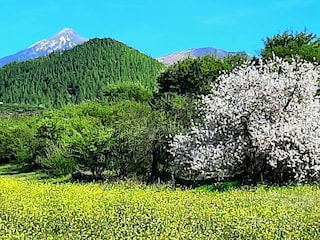 Mandelblüte auf Teneriffa