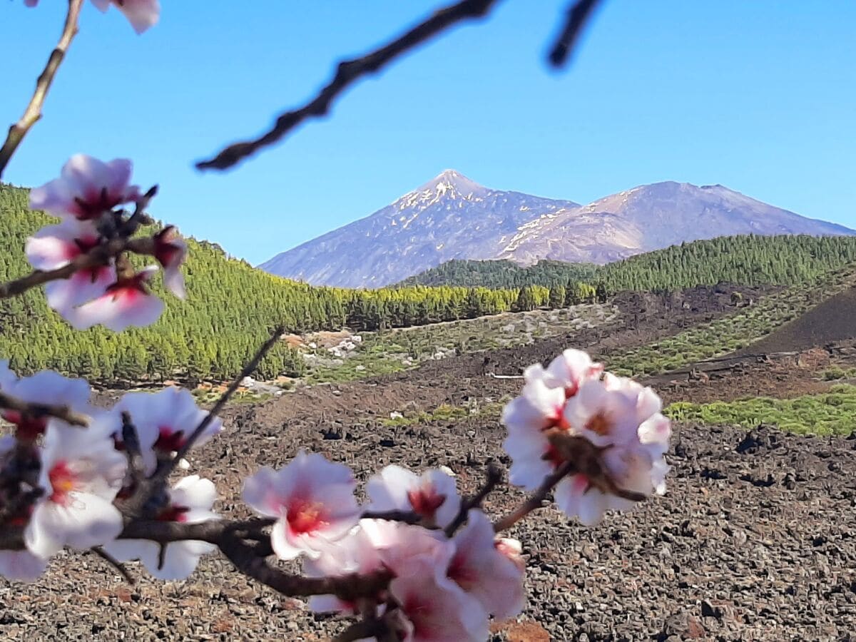 Mandelblüte auf Teneriffa