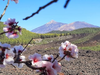 Mandelblüte auf Teneriffa