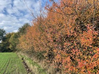 Herbstfarben