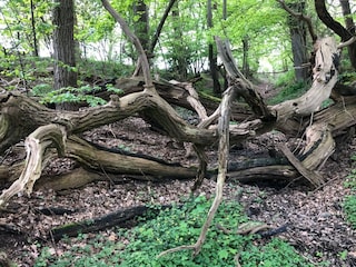 Erlenbruchwald am Baumhaushotel