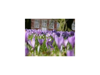 Ferienwohnung Husum Umgebung 10